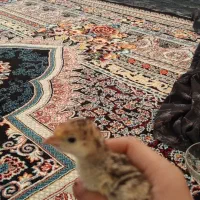 جوجه بوقلمون و جوجه لری گلین