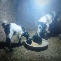بز باکره ماده
