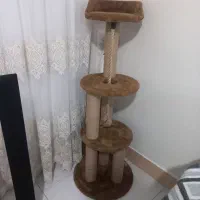 اسکرچر گربه