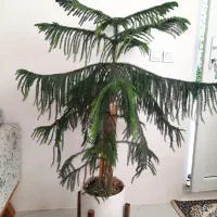 گل کاج طبقاتی