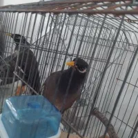 مرغ مینا سخنگو