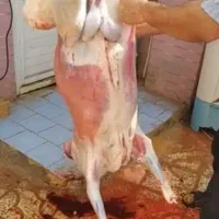 گوشت گوسفند بره دلبندی