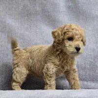 پودل عروسکی کرم نر