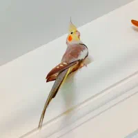 عروس هلندی ماده