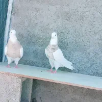 نرو ماده اجری خال سرکه ای