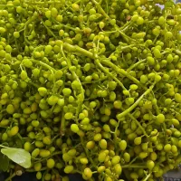 ، بنیشه، بنه کوهی