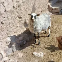 میش رومانف
