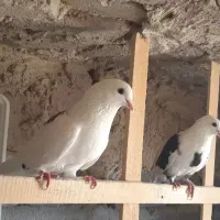 کبوتر شازده