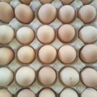 تخم نطفه داربرهما