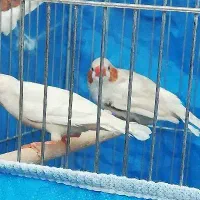 فنچ **|پرنده|شاهین‌شهر, خانه کارگر|دیوار