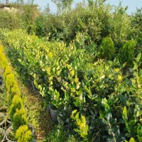 یاس هلندی سطل ۱۰