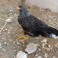مرغ محلی