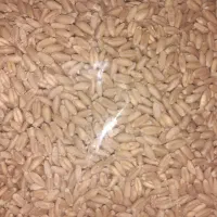 گندم مخصوص کبوتر کیفیت عالی