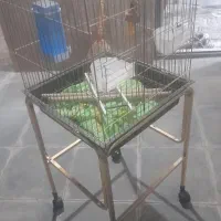 قفس طوی و عروس هلندی