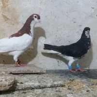 کفتر پرشی چپ سیاه ساده افشون خال سرخ