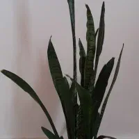 گل طبیعی