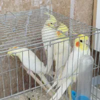 عروس هلندی