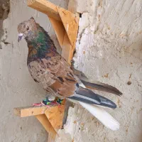 نرو ماده هفت رنگ دم سفید خاص