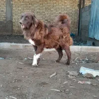 سگ سرخ لاس یا ماده قدرجونی