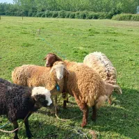 گوسفند نر و ماده معاوضه