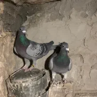 پلاکی مسافتی زد و خوردی