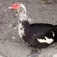 اوردک نر