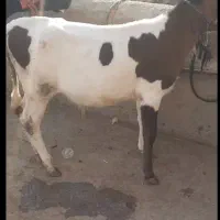 گوساله