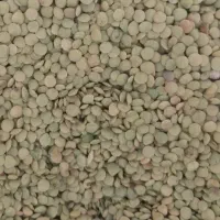 فروش عدس امسال