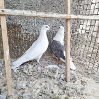 کبوتر کفتر صید پرشی نر