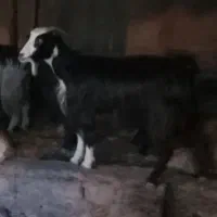 بز چاق