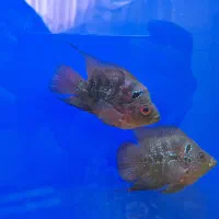 دو عدد ماهی فلاور،،سالم وسرحال،،قیمت مناسب