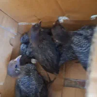جوجه براکل
