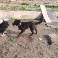 سگ خوب و آینده دار