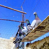 یک تیپ 35 تایی
