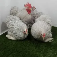 مرغ و خروس کوشین لاری برهما گلین مرندیی|حیوانات مزرعه|اصفهان, گورتان|دیوار