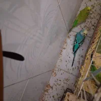 مرغ‌عشق