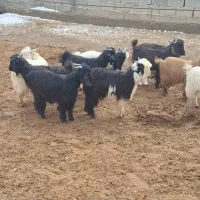 بزغاله نربی برای داست بز