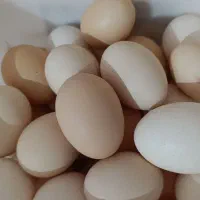 فروش تخم مرغ محلی نطفه دار