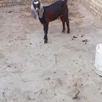 بز نیدی سالم سرحال ماده