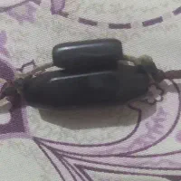 سنگ هبهاب اصل ب شرط