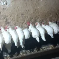 مرغ تخمگذار