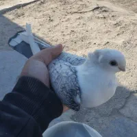 کبوتر جفت طاوسی نمایشی