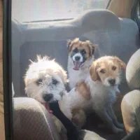 سگ شیتزو تیریر سه لنگه نر