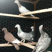 هفرنگ