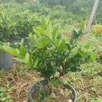 یاس هلندی و وصال