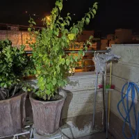 گل و گیاه