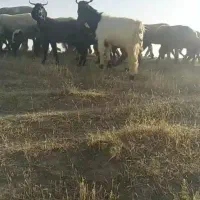 نر بز تخمی