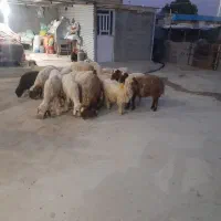 ۱۹راس کاور نر و ماده ۱۱راس نر ۸راس ماده