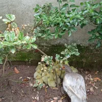 جوجه اردک اسراییلی نقره ای طوسی