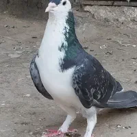 نروماده پلاس اصل